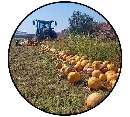 Fendt Traktor bei der Kürbisernte – Hydraulik-Check vor der Erntesaison